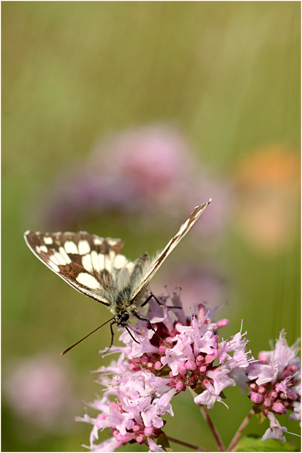 Schachbrettfalter
