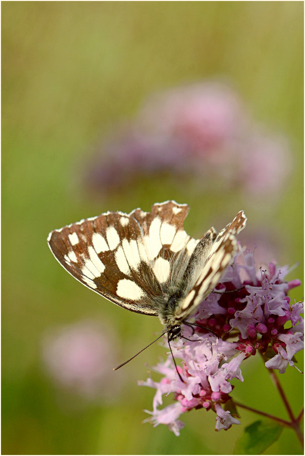 Schachbrettfalter