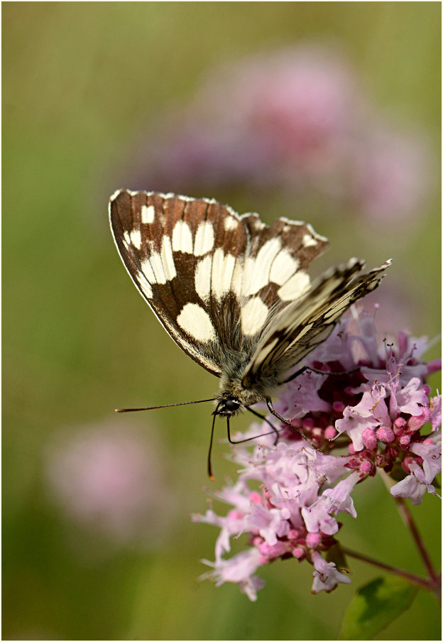Schachbrettfalter