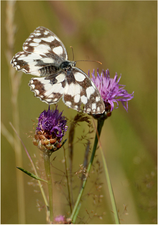 Schachbrettfalter