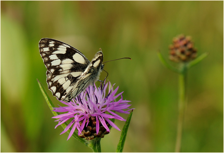 Schachbrettfalter