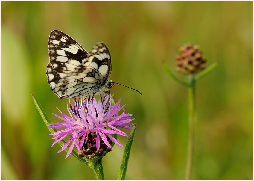Schachbrettfalter