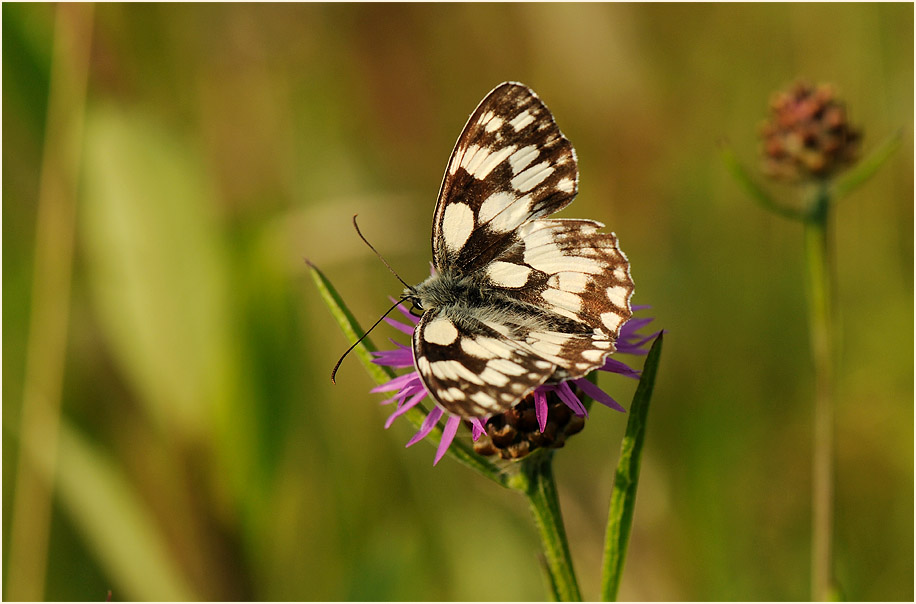 Schachbrettfalter