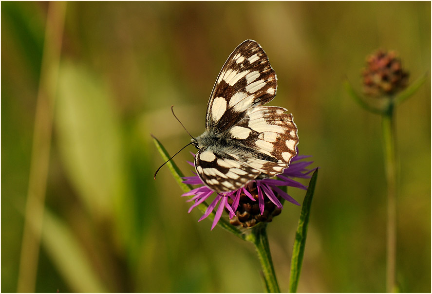 Schachbrettfalter