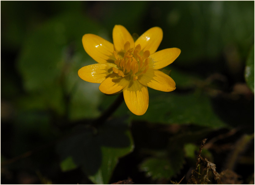 Scharbockskraut (Ranunculus Ficaria)