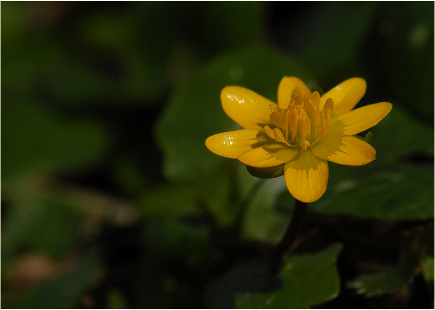 Scharbockskraut (Ranunculus Ficaria)