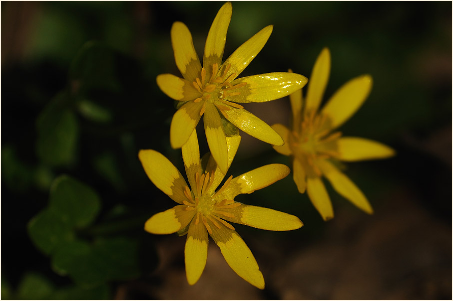 Scharbockskraut (Ranunculus Ficaria)