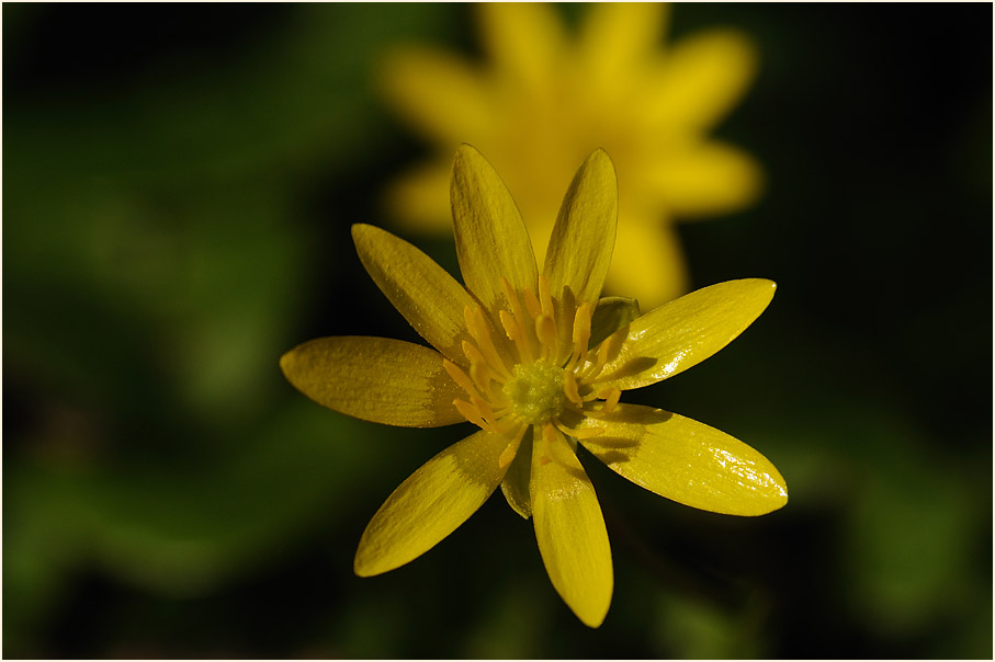 Scharbockskraut (Ranunculus Ficaria)