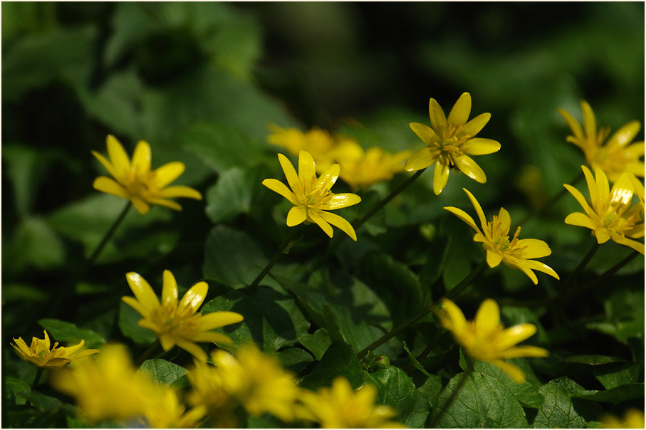 Scharbockskraut (Ranunculus Ficaria)