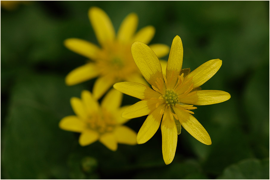 Scharbockskraut (Ranunculus Ficaria)