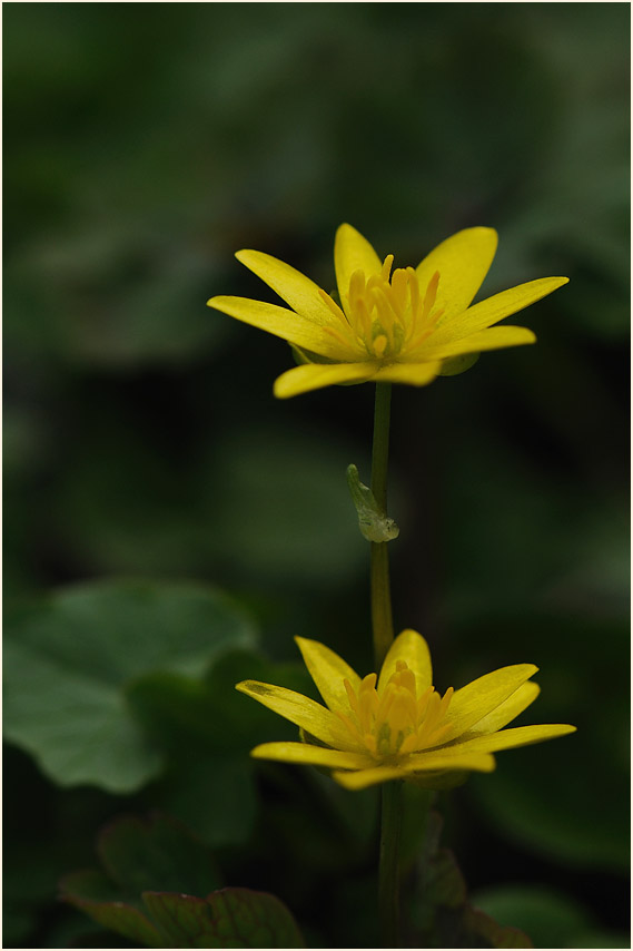 Scharbockskraut (Ranunculus Ficaria)