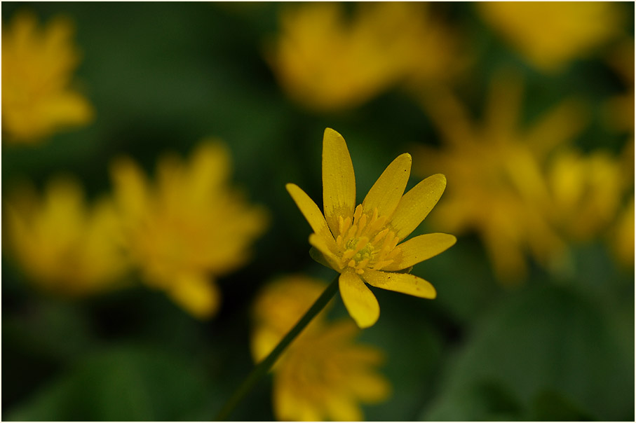 Scharbockskraut (Ranunculus Ficaria)