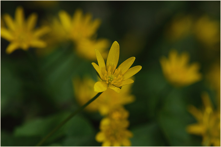 Scharbockskraut (Ranunculus Ficaria)