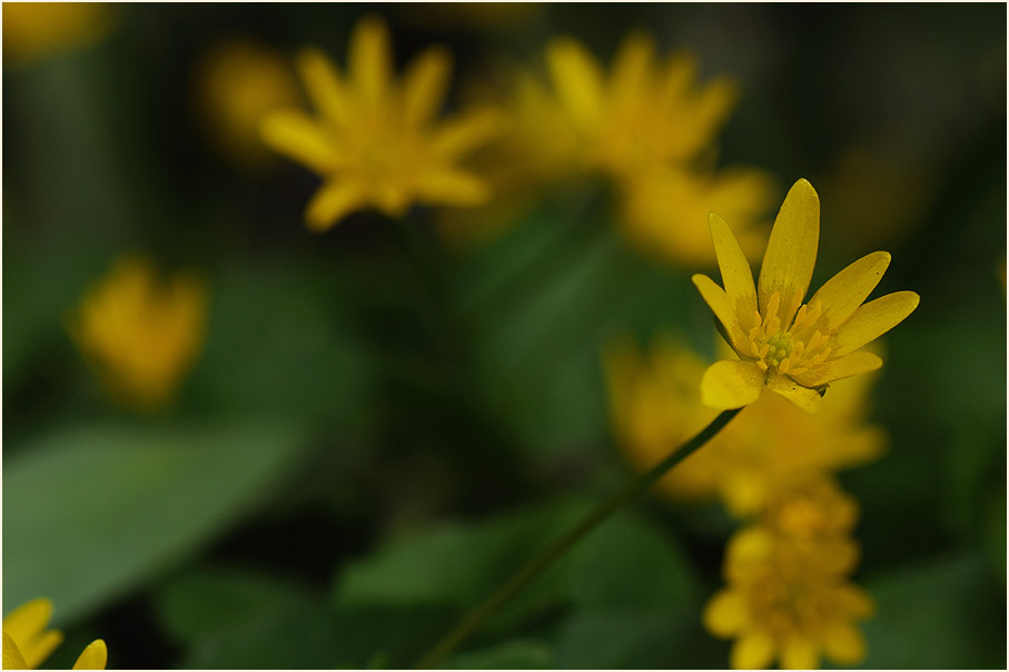 Scharbockskraut (Ranunculus Ficaria)