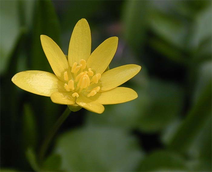 Scharbockskraut (Ranunculus Ficaria)