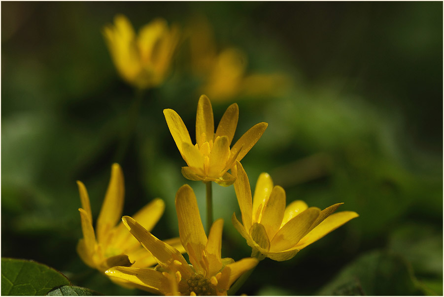 Scharbockskraut (Ranunculus Ficaria)