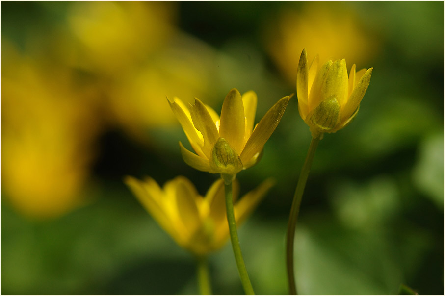 Scharbockskraut (Ranunculus Ficaria)