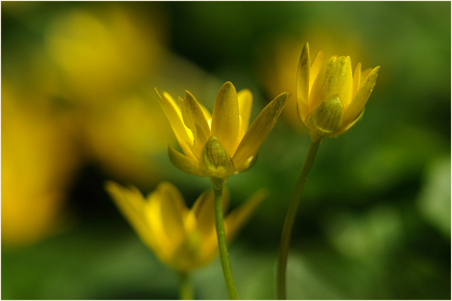 Scharbockskraut (Ranunculus Ficaria)