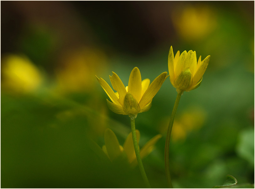 Scharbockskraut (Ranunculus Ficaria)