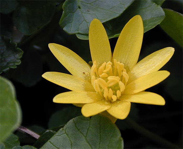 Scharbockskraut (Ranunculus Ficaria)