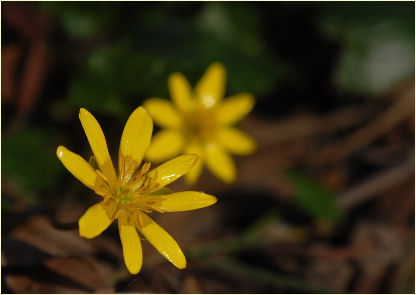 Scharbockskraut (Ranunculus Ficaria)