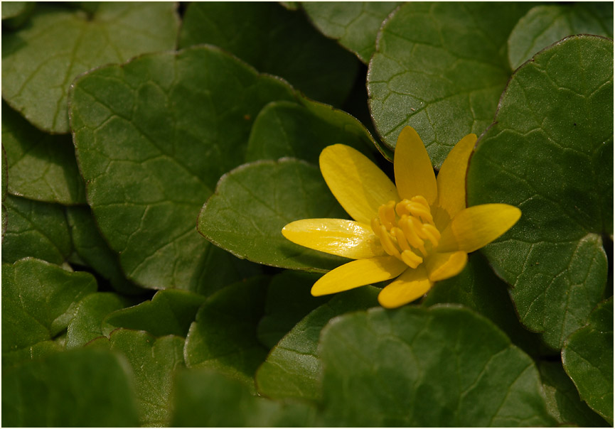 Scharbockskraut (Ranunculus Ficaria)