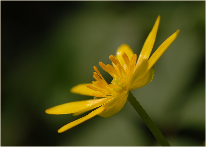 Scharbockskraut (Ranunculus Ficaria)