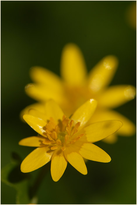 Scharbockskraut (Ranunculus Ficaria)