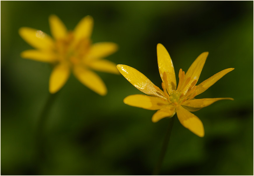 Scharbockskraut (Ranunculus Ficaria)