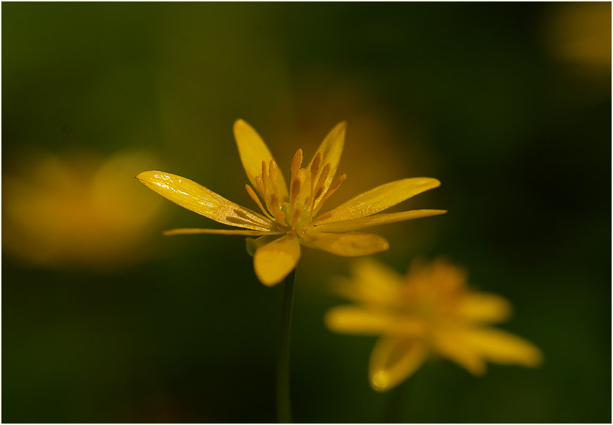 Scharbockskraut (Ranunculus Ficaria)