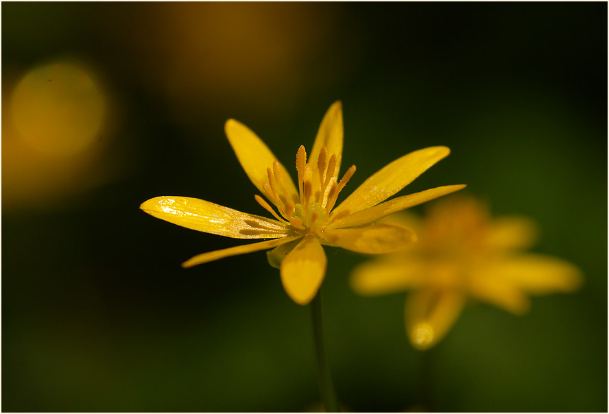 Scharbockskraut (Ranunculus Ficaria)