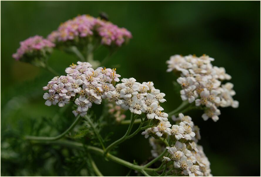 Schafgarbe (Achillea)