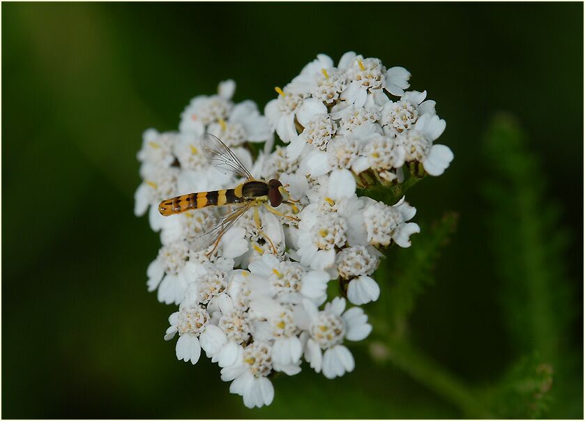 Schafgarbe (Achillea)