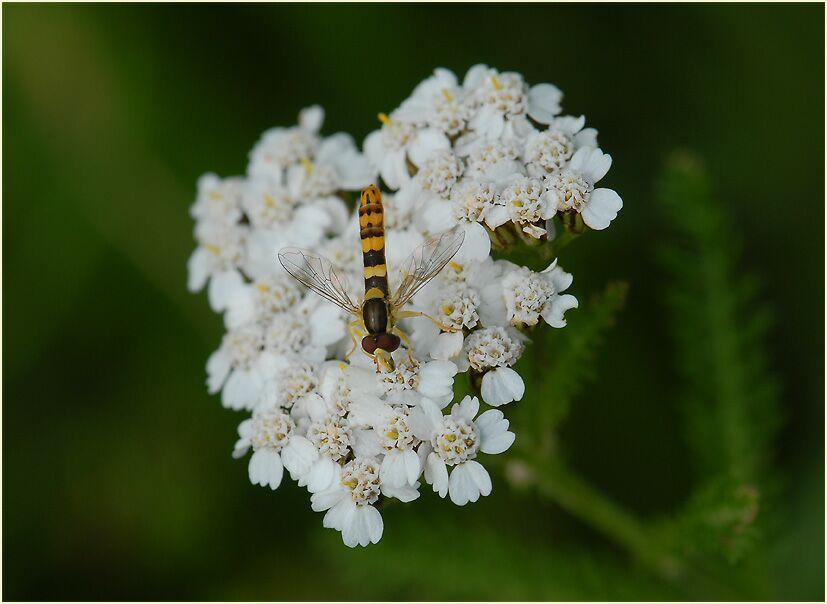 Schafgarbe (Achillea)