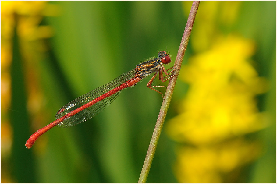 Libellen, Scharlachlibelle