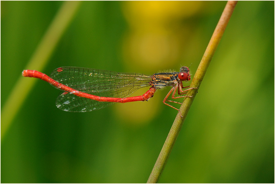 Libellen, Scharlachlibelle
