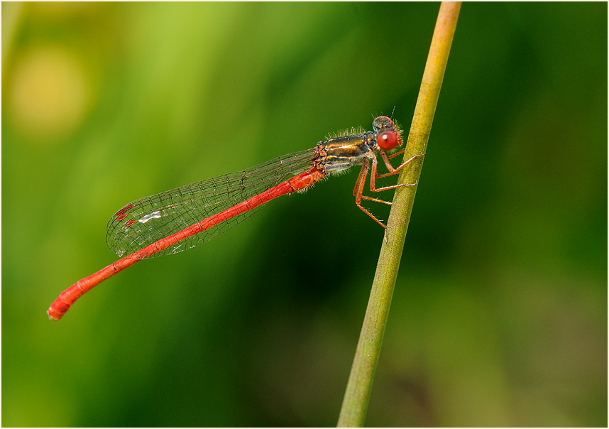 Libellen, Scharlachlibelle