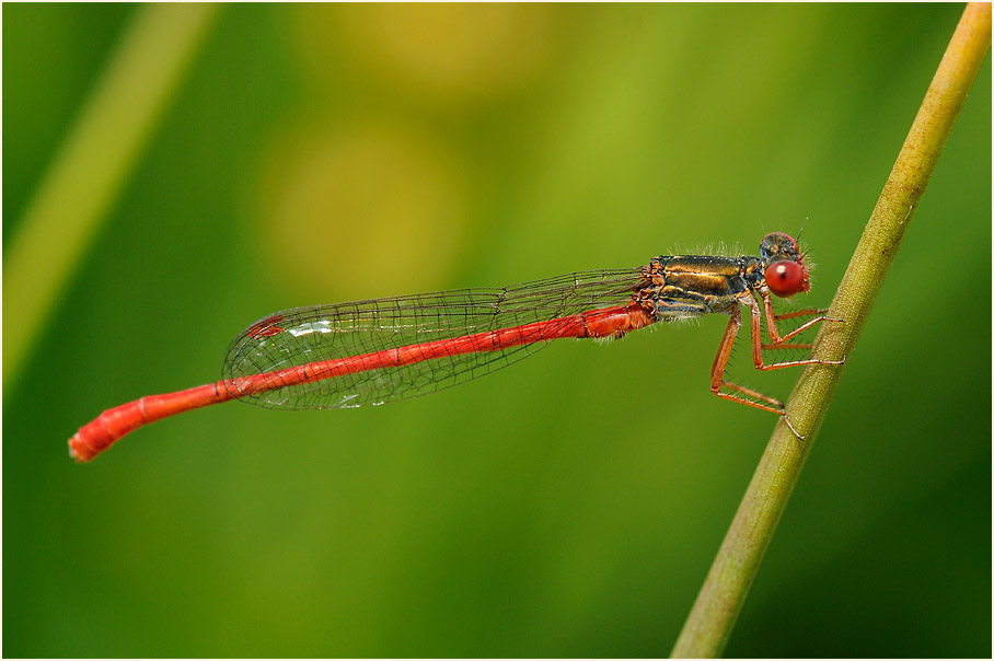 Libellen, Scharlachlibelle