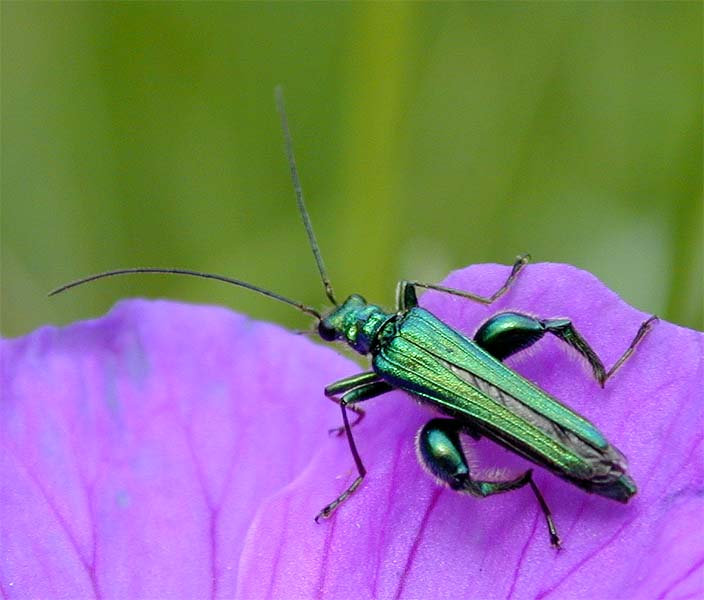 Scheinbockk&auml;fer (Oedernera flavipes)