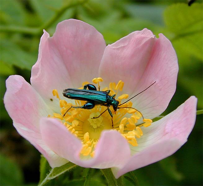 Scheinbockk&auml;fer (Oedernera flavipes)