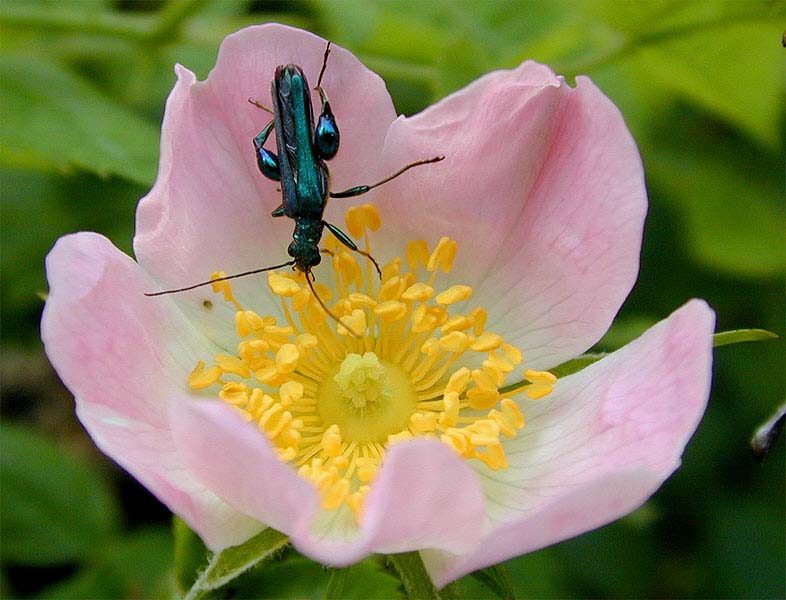 Scheinbockk&auml;fer (Oedernera flavipes)