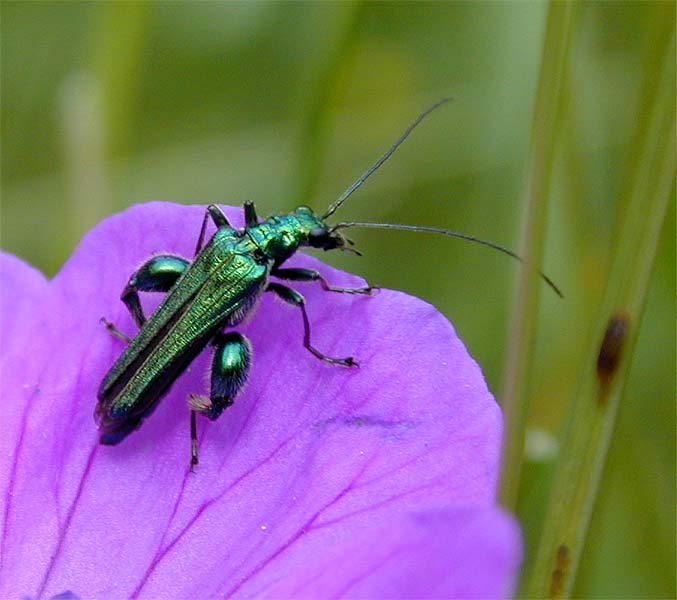 Scheinbockk&auml;fer (Oedernera flavipes)