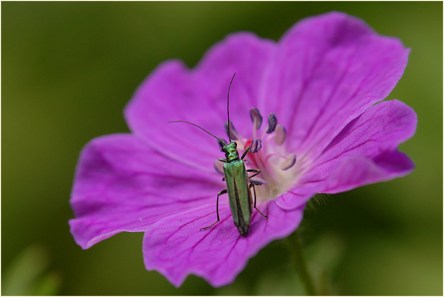Scheinbockk&auml;fer (Oedernera flavipes)