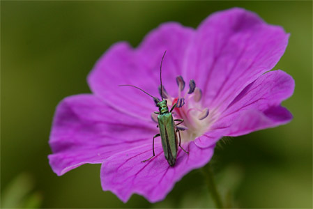 vergr&ouml;&szlig;ern