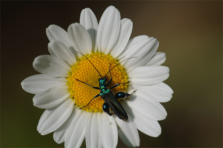 vergr&ouml;&szlig;ern