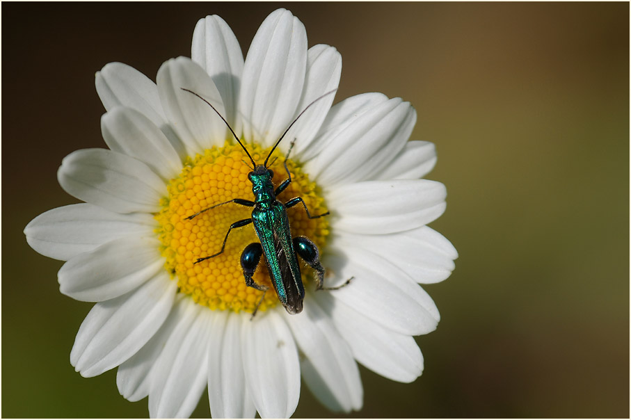 Scheinbockk&auml;fer (Oedernera flavipes)