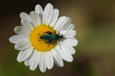 vergr&ouml;&szlig;ern