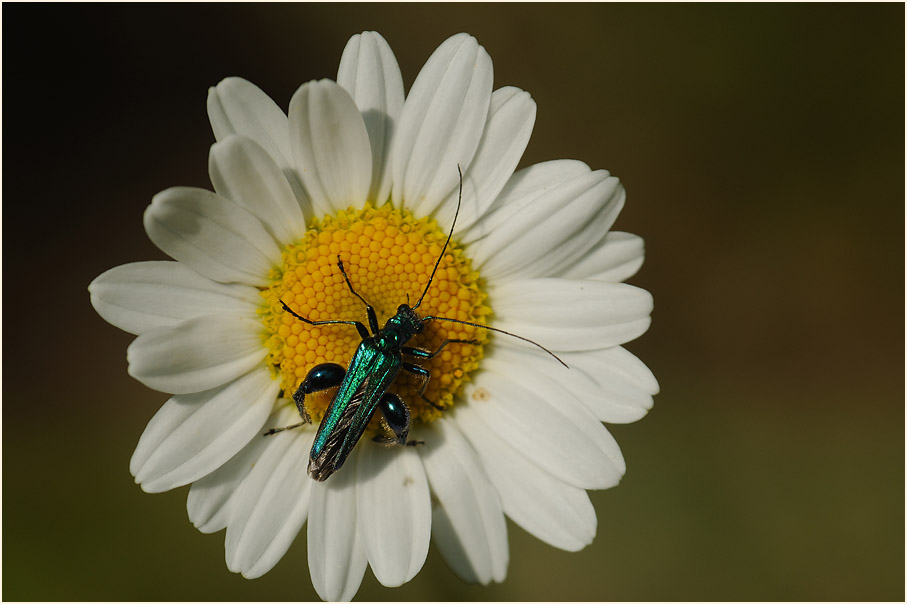 Scheinbockk&auml;fer (Oedernera flavipes)