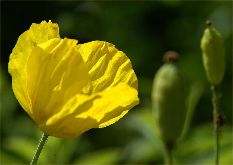 Gelber Scheinmohn (Meconopsis cambrica)