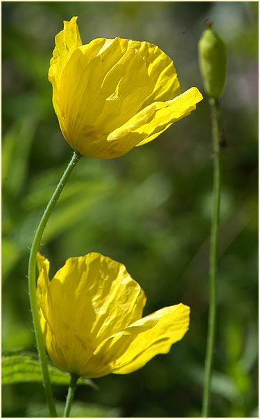 Gelber Scheinmohn (Meconopsis cambrica)